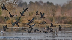 Exposition Camargue Paradis des Oiseaux Photographies de Gérard GLAIZE