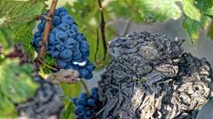 Exposition Terroir Di'Vin
