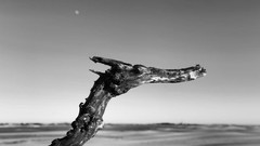 Exposition LITTORAL par Olivier Griffith