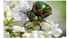 Exposition SAFARI DANS MON JARDIN de Claude COUSTAN